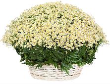 Цветочная композиция из Ромашки в корзине #REPLACE_PRED# Кубинке